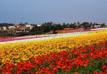 Reconocer Julio como el Mes de las Flores y el Follaje Cultivados en Estados Unidos