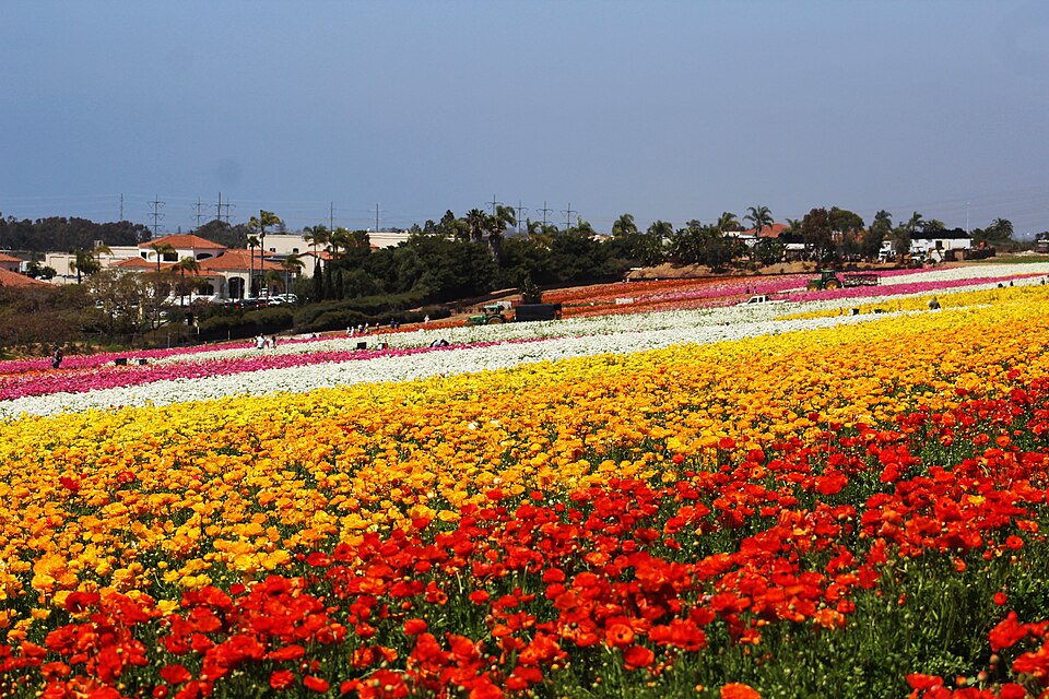 The iconic Carlsbad Flower Fields blooming in springtime of 2022